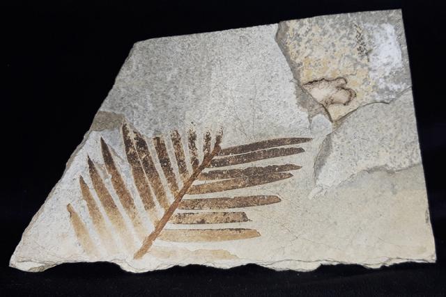 Zamites feneonis BRONGNIART - Bild &copy; FossNet FossilienStore